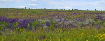 В Бородино поддержали идею создания парка "Перлина Буджаку" на территории громады