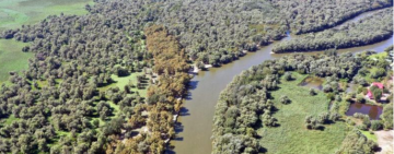 В Одеській області лісничий «не помітив» вирубку більше 300 дерев на півтора мільйона 