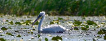 В Дунайському біосферному заповіднику встановили дві штучні платформи для гніздування пеліканів 