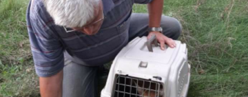 Директор Одеського зоопарку випустив у дику природу чотирьох лисенят  