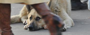 В УКРАИНЕ УЖЕСТОЧИЛИ ОТВЕТСТВЕННОСТЬ ЗА ЖЕСТОКОЕ ОБРАЩЕНИЕ С ЖИВОТНЫМИ