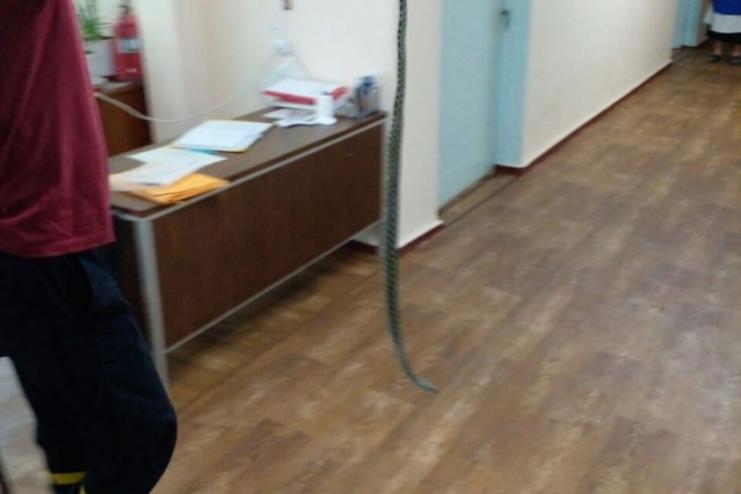 Большой переполох: в отделение больницы в Одесской области пробрался уж