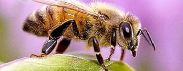 На Житомирщині виведено бджіл, котрі не жалять людей