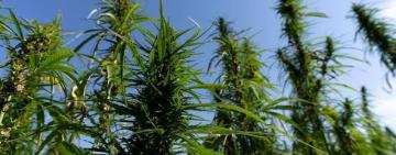 Правоохоронці Болградського району викрили трьох чоловіків у наркозлочинах 