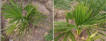 "Гля, какая крыса!": в Арцизе неизвестные украли пальму возле кафе. Владелец просит помощи в розыске ворюжки