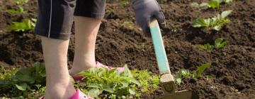 Рынок земли ударил по дачникам: в Украине стало невозможно продать и купить дачный участок