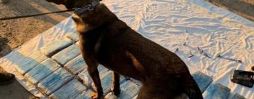 В Одеській області правоохоронці виявили 50 брикетів з кокаїном у контейнері з бананами на 10 млн доларів