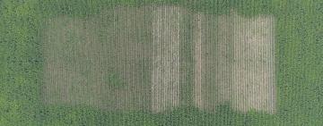 Среди кукурузы: в Херсонской области обнаружили плантацию конопли (видео)