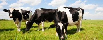 АРЦИЗЬКА МІСЬКА РАДА ДОВОДИТЬ ДО ВІДОМА СІЛЬГОСПТОВАРОВИРОБНИКІВ ЩОДО ОТРИМАННЯ ДОТАЦІЇ ЗА УТРИМАННЯ КОРІВ УСІХ НАПРЯМІВ ПРОДУКТИВНОСТІ