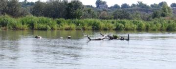 В Днестре выявили следы антиковидных препаратов