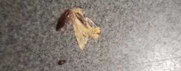 "Контактный зоопарк":  пассажиров поезда «Одесса – Харьков» всю ночь «развлекали» тараканы