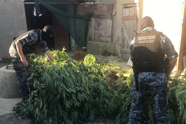 В Ізмаїльскому районі правоохоронці виявили теплицю з коноплею та перероблений пістолет