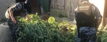 В Ізмаїльскому районі правоохоронці виявили теплицю з коноплею та перероблений пістолет