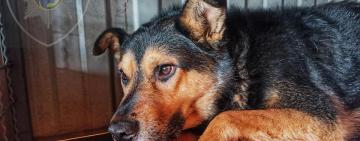 Шесть лет прожил на дне ямы: уникальная история спасения Дружка