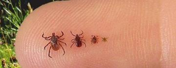 В Одеській області семикласника паралізувало після укусу кліща