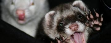 В Тарутинской громаде на женщину напал бешеный хорек