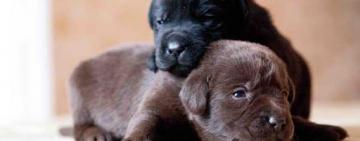 "Никто не запретит мне убить еще нескольких кошек": в Рени ребенок посреди улицы убил щенка