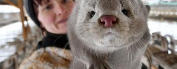 Фінляндія стане першою країною Європи, де норок щеплюватимуть проти коронавірусу