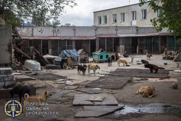 Хищение средств во время строительства приюта для бездомных животных: директор строительной компании и чиновница горсовета присвоили почти 700 тысяч гривен 