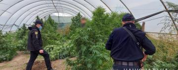 НЕ ЯЛИНКИ: 29-річного жителя Ренійської громади викрили у вирощуванні конопель та зберіганні наркотиків