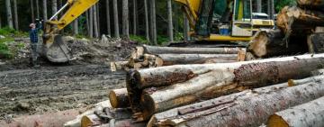 Украина пообещала Евросоюзу возобновить экспорт украинского леса