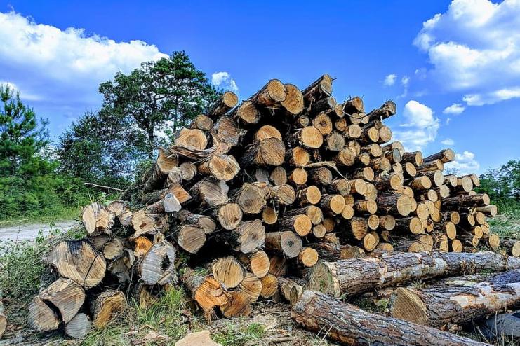 На Одещині лісничий вирубував дерева для продажу