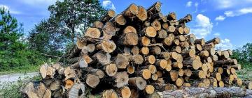 На Одещині лісничий вирубував дерева для продажу