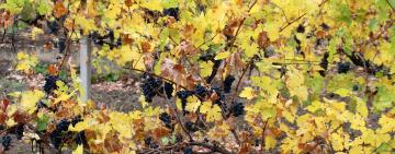 В сельхозпредприятиях Тарутинской и Бородинской громад остро стоит вопрос о выкорчевывании виноградников