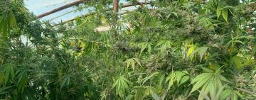 Жителя Болградского района разоблачили в незаконном выращивании и хранении конопли