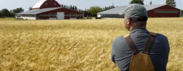 Фермери Одещини отримають  компенсацію за втрачений врожай