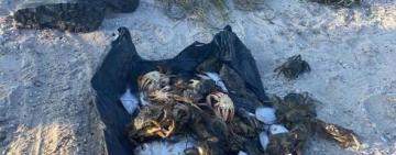 Правоохоронці Білгород-Дністровського району викрили браконьєра у Чорному морі 