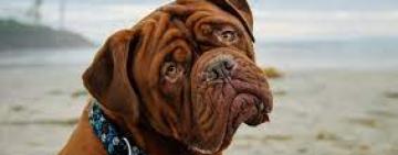 В Украине увеличили штрафы за выгул собак без намордников и неуборку их экскрементов