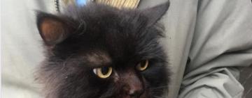 Смерть пенсіонерки в Арцизі: сусіди розкрили жахливі подробиці