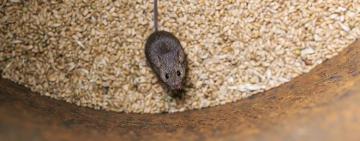 "Мишам" повідомили про підозру: розслідування розтрати зерна на 3,2 млн грн завершено