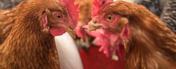 В Одесской области вор птиц получил 10 лет тюрьмы: отрезал курам головы и напал на хозяина