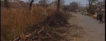 Лесоповал в Арцизе: санобрезка или издевательство над природой?