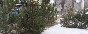 В Арцизе принимают заявления тех, кто будет продавать новогодние товары в городе: сроки и документы