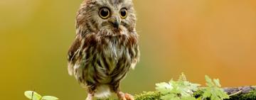 ДТЭК Одесские электросети установили 50 искусственных гнездований для совок