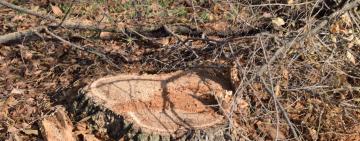   В ЧЕМ ЗАКЛЮЧАЕТСЯ СУТЬ ОБРЕЗКИ ДЕРЕВЬЕВ?