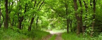 В лісах Одещини встановлять системи раннього виявлення  пожеж 