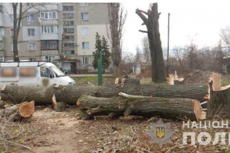 Срубил тополя посреди города: в Аккермане выявили "чёрного" лесоруба