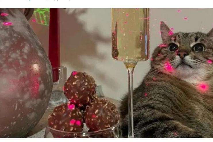 Модный дом Valentino купил рекламу у кота Степана из Харькова