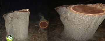 Спасение Арциза от "чёрных" лесорубов: бдительная горожанка остановила мародёров 