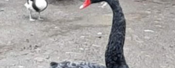 Біля Рені знайшли австралійського чорного лебедя