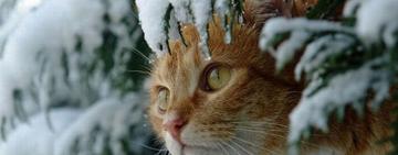  Ударят морозы: в Украину идет резкое похолодание