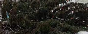 "Елкопад": в Украине наблюдается массовое падение городских елок (фото, видео)