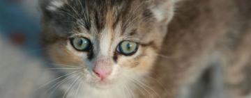 В Харьковской области девятиклассница "играла в футбол" котом (видео)