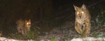 У Карпатах фотопастки зафіксували рідкісного звіра з дитинчатами