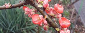 Весна в январе: у жителей Килии зацвела японская айва (фото)