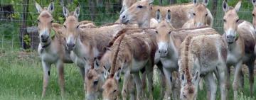 В Тарутинскую степь привезли еще одно стадо куланов (видео)